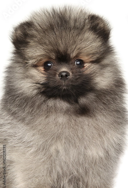 Fototapeta Adorable Fluffy Pomeranian Puppy With Expressive Wide Eyes
