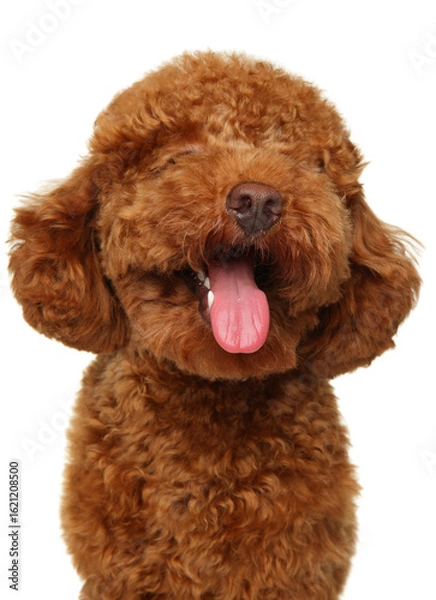 Fototapeta Cheerful Red Toy Poodle Puppy With Playful Grinning Face