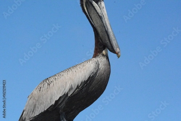 Fototapeta Atlantic Seabirds