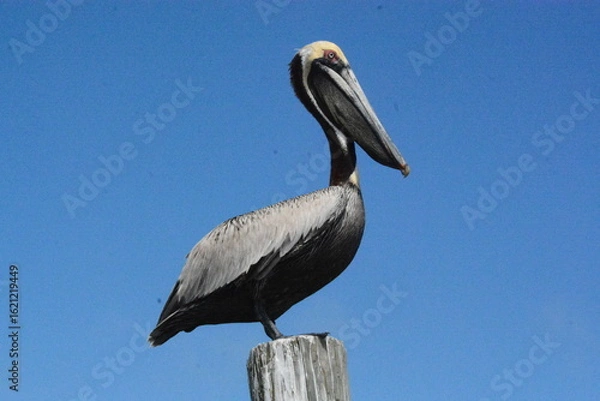 Fototapeta Atlantic Seabirds