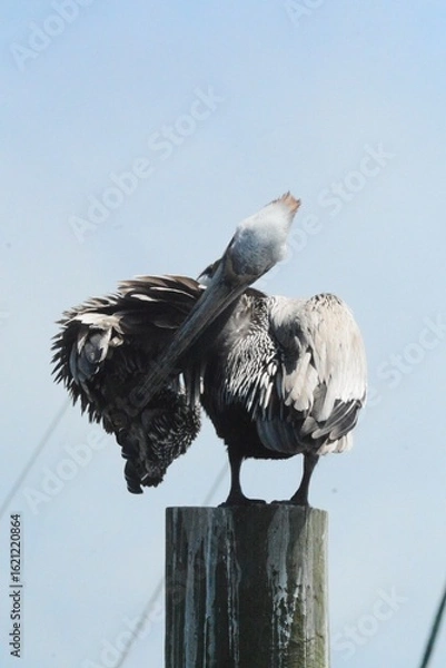 Fototapeta Atlantic Seabirds