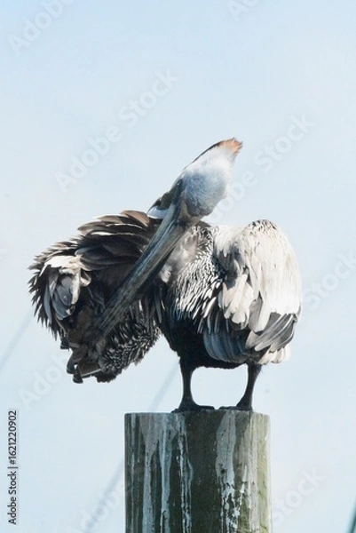Fototapeta Atlantic Seabirds