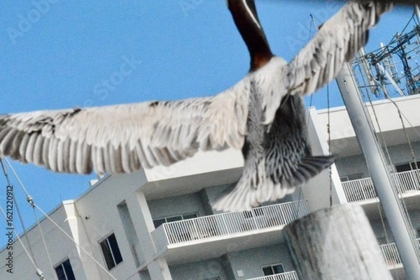 Fototapeta Atlantic Seabirds