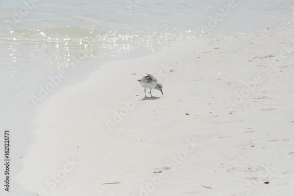 Fototapeta Atlantic Seabirds