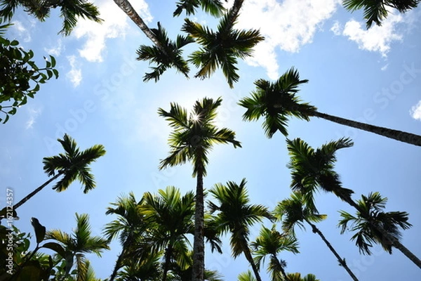 Fototapeta scenic view of very big and tall sugar palm with beautiful sky.