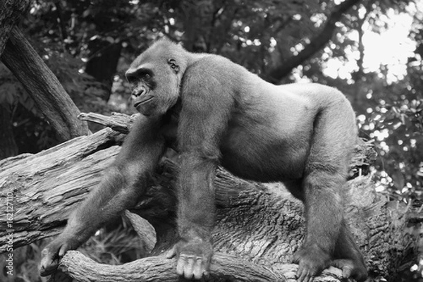 Obraz Gorilla Walking