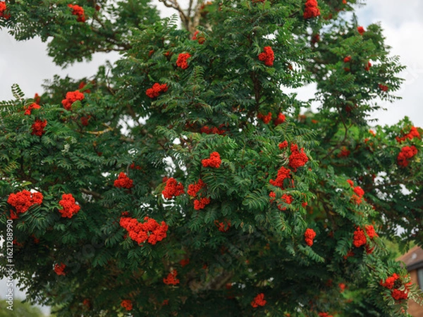 Obraz Vibrant Rowan Berries in Late Summer Light