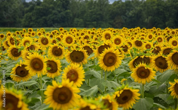 Obraz Sunflowers