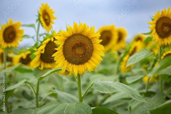 Obraz Sunflowers
