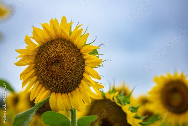 Obraz Sunflowers
