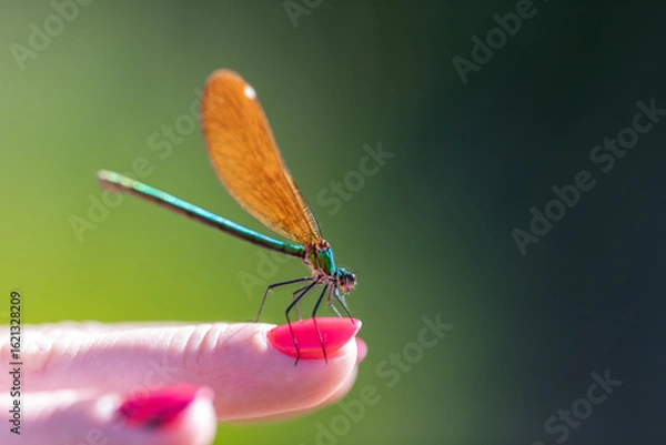 Fototapeta Colorful Dragonfly Resting on Woman’s Hand – Macro Close-Up