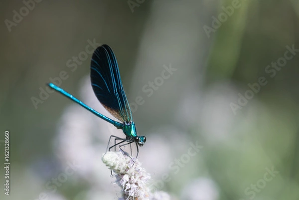 Fototapeta Dragonfly on Bloom – Ideal for Spring, Nature, and Wellness Concepts