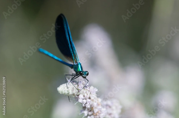 Fototapeta Nature in Focus – Macro of Colorful Dragonfly and Flower