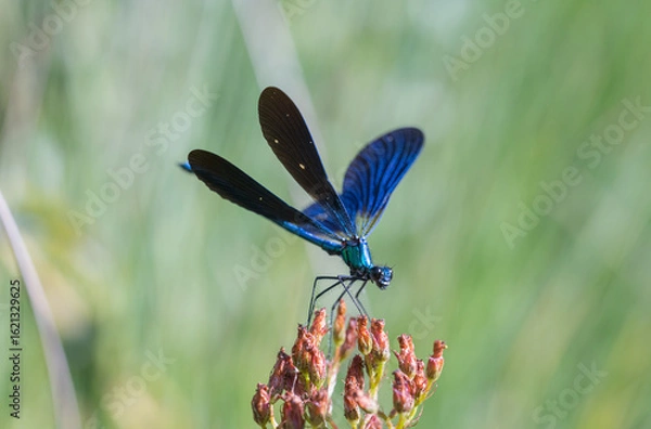 Fototapeta Vibrant Macro of Dragonfly Perched on Flower – Perfect for Natural and Organic Themes - Dragonfly on a flower