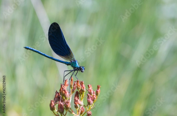 Fototapeta Blue dragonfly on a green leaf - Vibrant Macro of Dragonfly Perched on Flower – Perfect for Natural and Organic Themes 