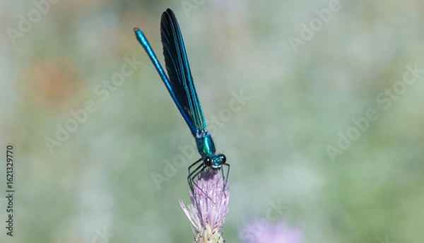 Fototapeta Dragonfly Resting on Light Purple Bloom – Macro Nature Photo