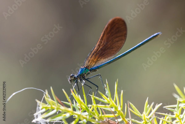 Fototapeta Macro Shot of Blue and Orange Dragonfly on Flower with Green Background