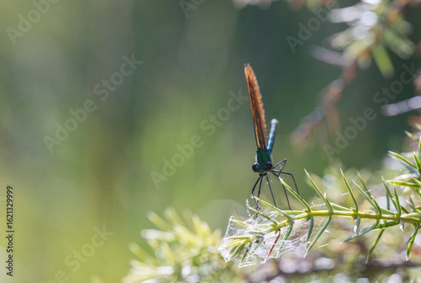 Fototapeta Macro Photography of Bright Dragonfly on Petals with Natural Green Blur