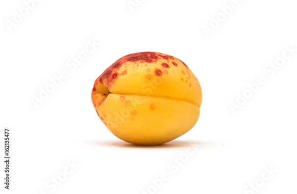 Obraz Apricot on white background