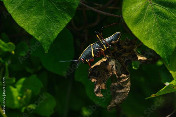 Fototapeta Grasshopper