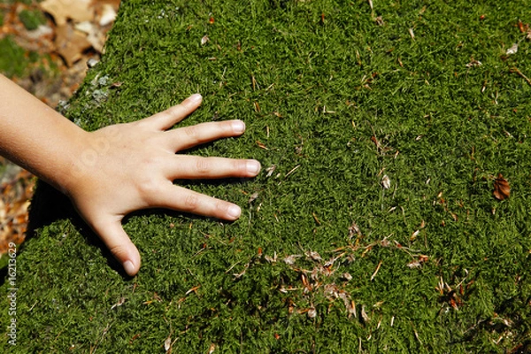 Obraz Kinderhand auf Moos