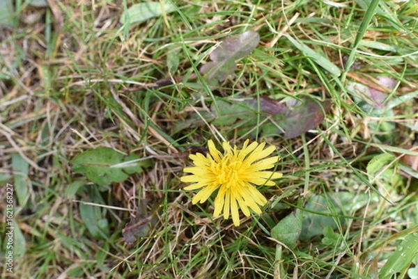 Obraz rośliny ogrodowe