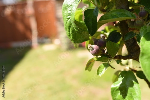 Obraz Kwitnąca jabłoń 