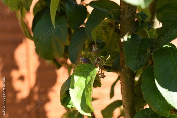 Obraz Kwitnąca jabłoń