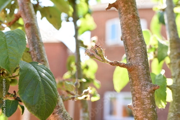 Obraz Kwitnąca jabłoń