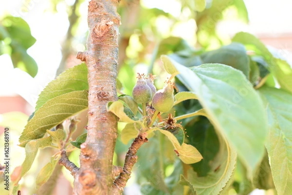 Obraz Kwitnąca jabłoń