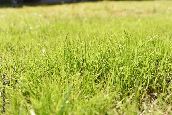 Obraz trawnik