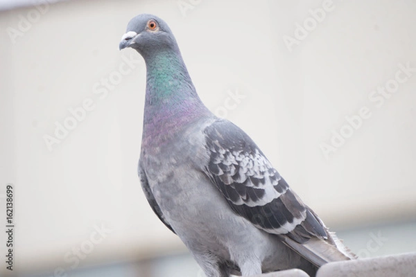 Fototapeta ハト