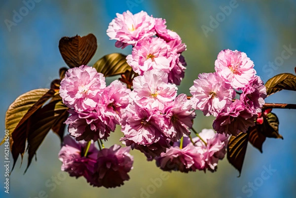 Obraz Delicate pink cherry blossoms in full bloom against a vibrant blue sky, capturing the essence of spring and nature's beauty, perfect for themes of serenity, renewal, and floral elegance.