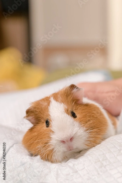 Fototapeta 撫でられてリラックスするモルモット