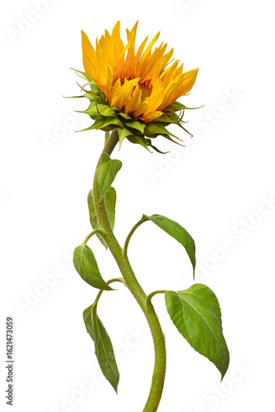 Fototapeta Closed and opening bud sunflower isolated on white background. Flower. Flat lay, top view
