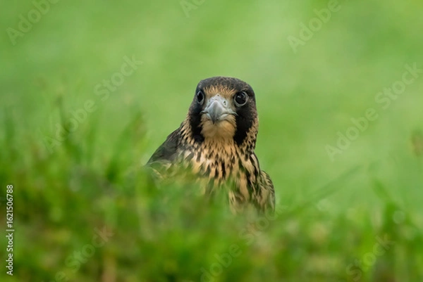 Obraz Falcon behind the grass