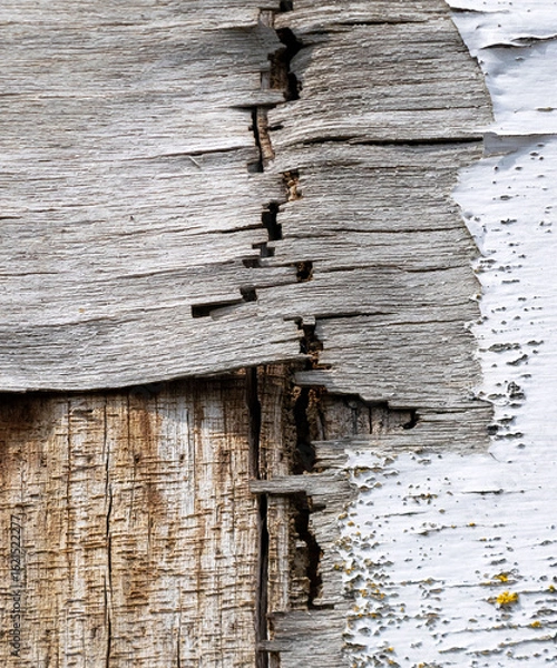 Obraz Cracked wood peeling off texture. 