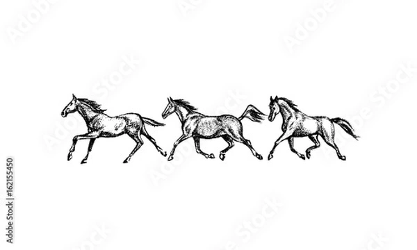 Fototapeta Hand drawn running horses