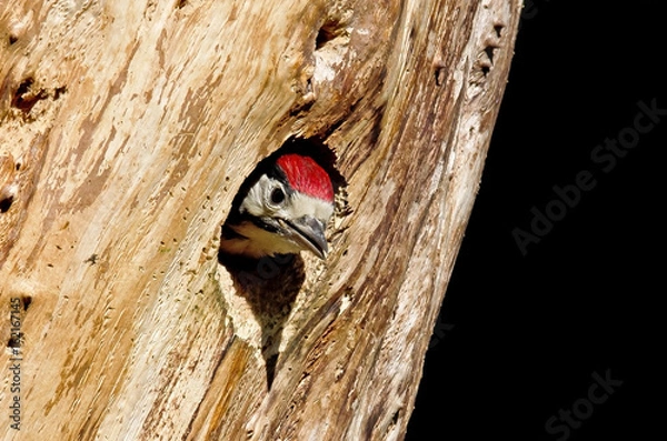 Fototapeta Junger Buntspecht (Dendrocopos Major)