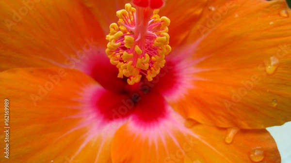Obraz Vibrant Hibiscus