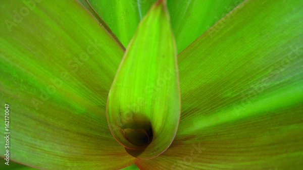 Obraz Vibrant Green Aloe