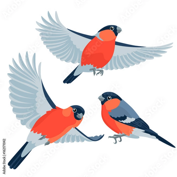 Fototapeta Bullfinches on white background / There are one sitting bullfinch and two flying bullfinches in cartoon style
