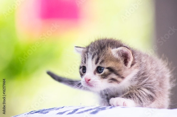 Obraz kitten