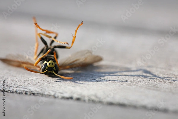 Obraz dead wasp on wooden table