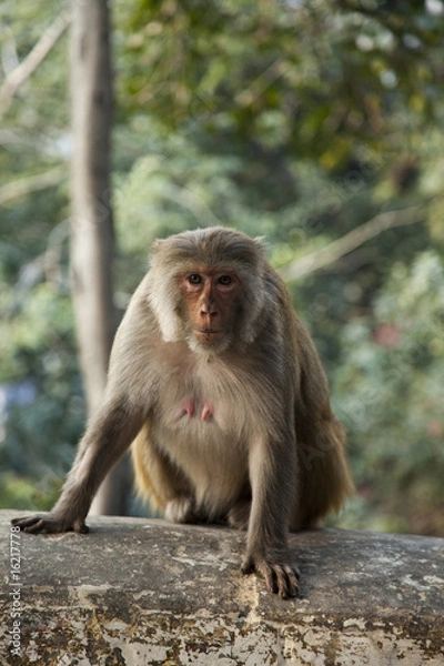 Fototapeta affe, indien