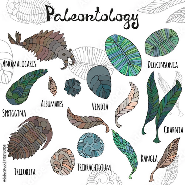 Obraz Fauna epoki neoproterozoicznej i paleozoicznej. Jasne ilustracje z tytułami na białym tle. Anomalocaris, Vendia, Dickinsonia, Charnita, Trilobita.