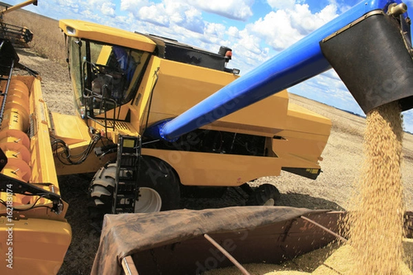 Obraz Colheita de soja