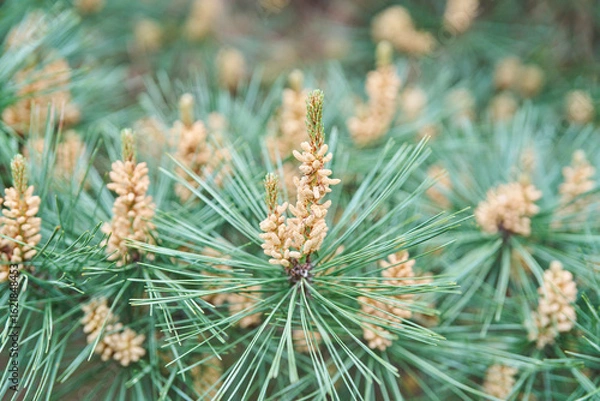 Fototapeta 松の花