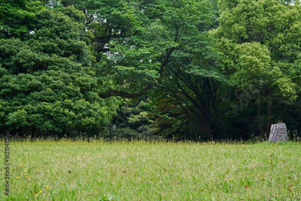 Fototapeta 黄色い花が咲く草原