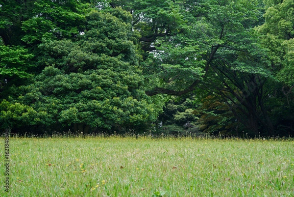 Fototapeta 黄色い花が咲く草原